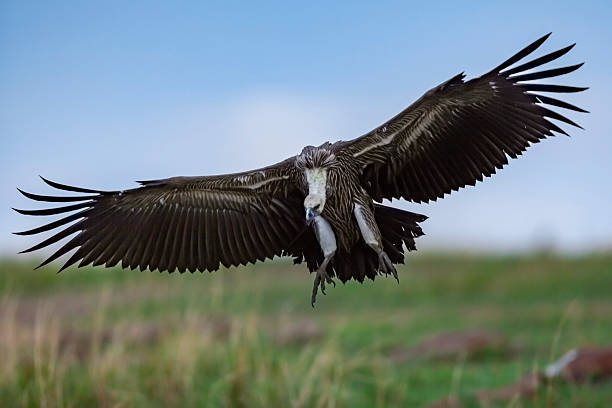 Scopmac Enterprises Ruppells Vulture